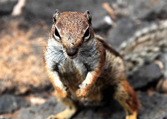 Anju Villas, Tamara * 科拉雷侯